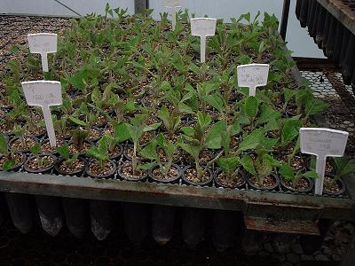 Piptocarpha angustifolia Plantio em tubetes (55 cm 3 ): Substrato vermiculita