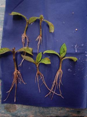 RESULTADOS - Miniestaquia Número médio de raízes Piptocarpha angustifolia Número médio de raízes/miniestaca 12 10 A A A A 8 6 A 4 A 2 0 Água Sol.