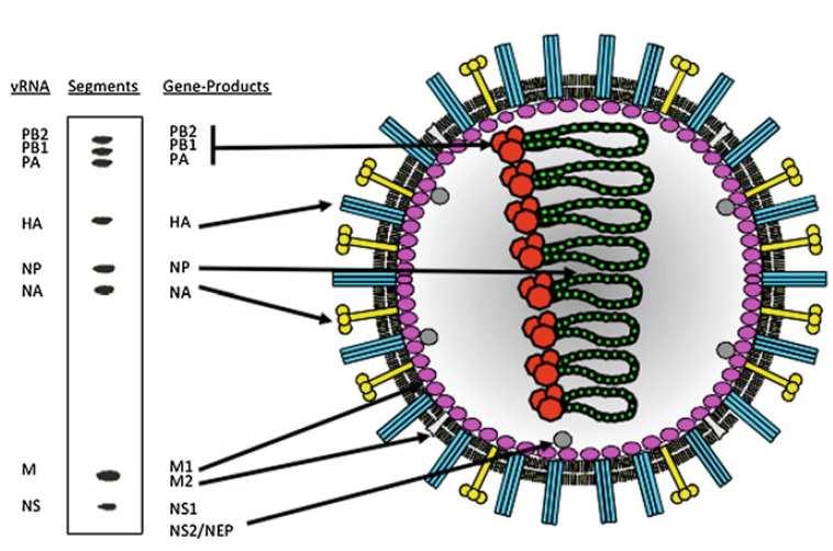 18 FIGURA 4. Representação esquemática de uma partícula de vírus influenza A e de seus 8 segmentos genômicos. Fonte: Stephan Pleschka, 2012. 1.2.3.