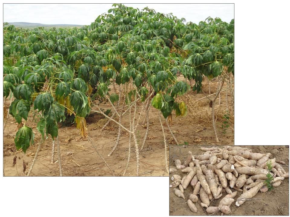 variedade é uma das mais cultivadas pelos agricultores, devido à rusticidade e elevada produtividade de raízes tuberosas.