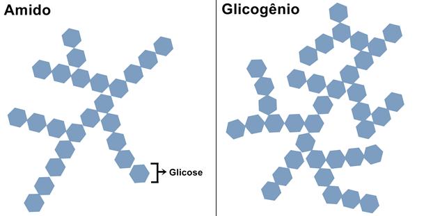 Classificação dos Carboidratos Polissacarídeo: vários monossacarídeos ligados Amido: reserva energética