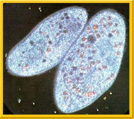 Ciliophora Ex: Paramecium sp.