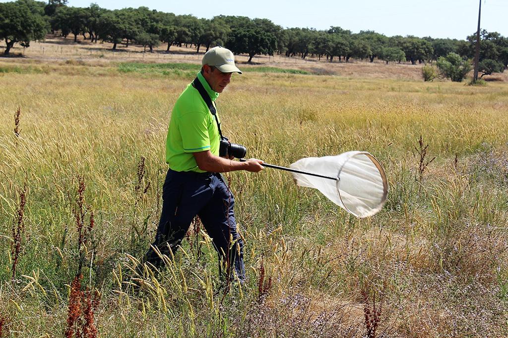 Quando aderiu ao projeto Operation Pollinator, Stephanie Gicot, administradora da Herdade do Pinheiro, não imaginava a riqueza de insetos polinizadores e de fauna auxiliar que