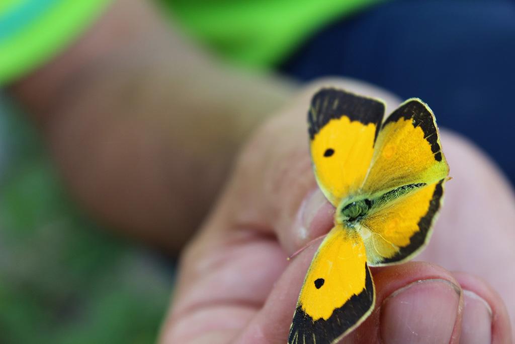 Por parte da Syngenta, Francisco García-Verde, responsável de Sustentabilidade, explica que «o Operation Pollinator está a ser abraçado por pequenas e grandes