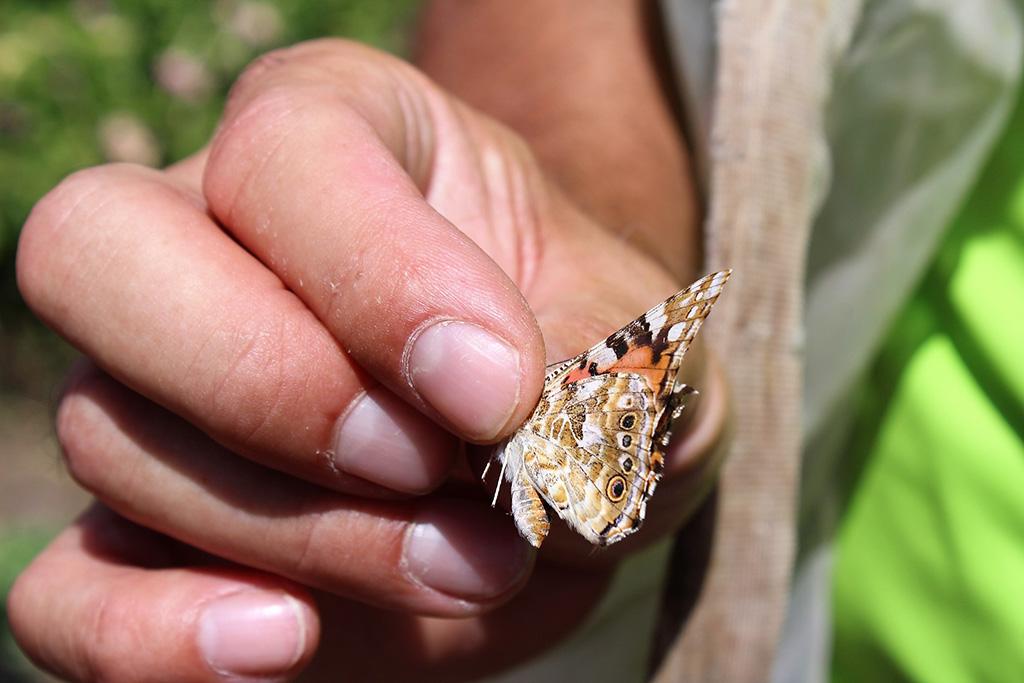 Em Portugal, o Operation Pollinator está também implementado noutras quintas, como por exemplo, a Sogrape, a Estação Agrária de Viseu, a Quinta da Cholda, na Golegã, e a Quinta dos Cativos, em