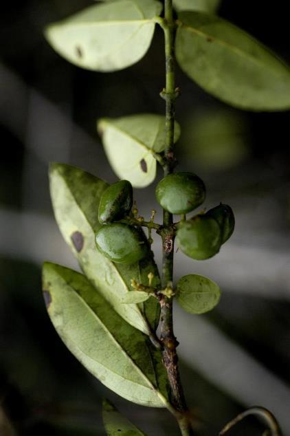 flores bissexuais, 4-5- meras sépalas conatas ou livres corola gamopétala estames inseridos