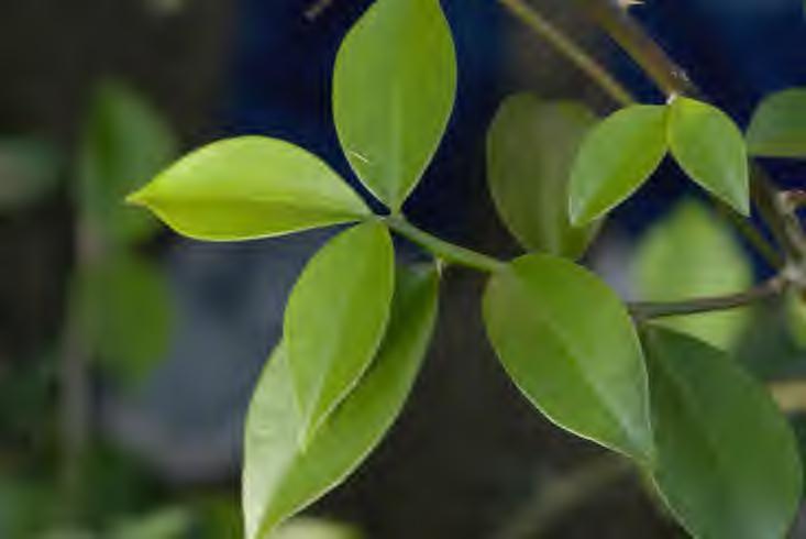 Pereskia