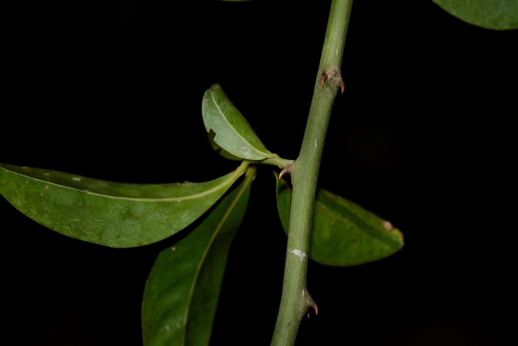 Seguieria