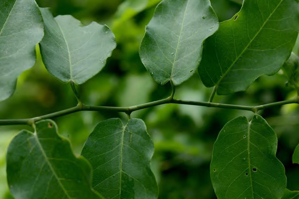 Polygonaceae