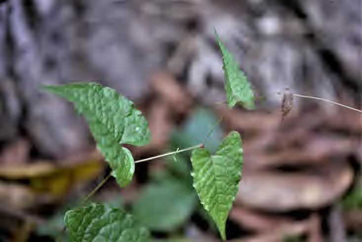 Antigonon