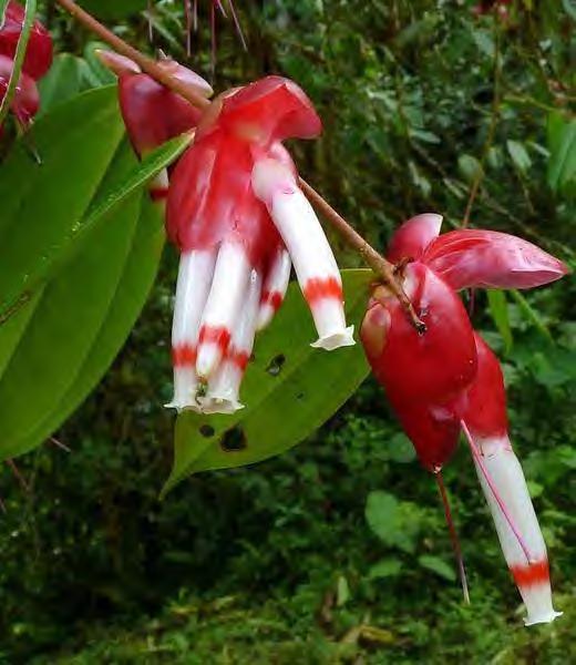 Ericales flores (3)5(7)-meras, bissexuais sépalas conatas corola gamopétala