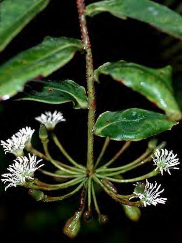 Ericales Marcgraviaceae 160 spp, 7 gêneros lianas e arbustos epífitos neotropicais Marcgravia