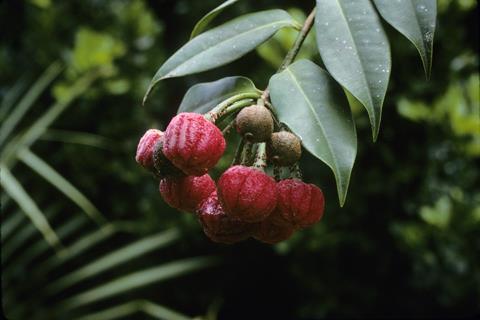 Marcgravia rectiflora - frutos
