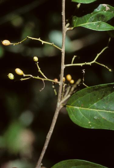 Icacinales Icacinaceae 400 spp, 52 gêneros arbutos, árvores, lianas distribuição pantropical Ca.