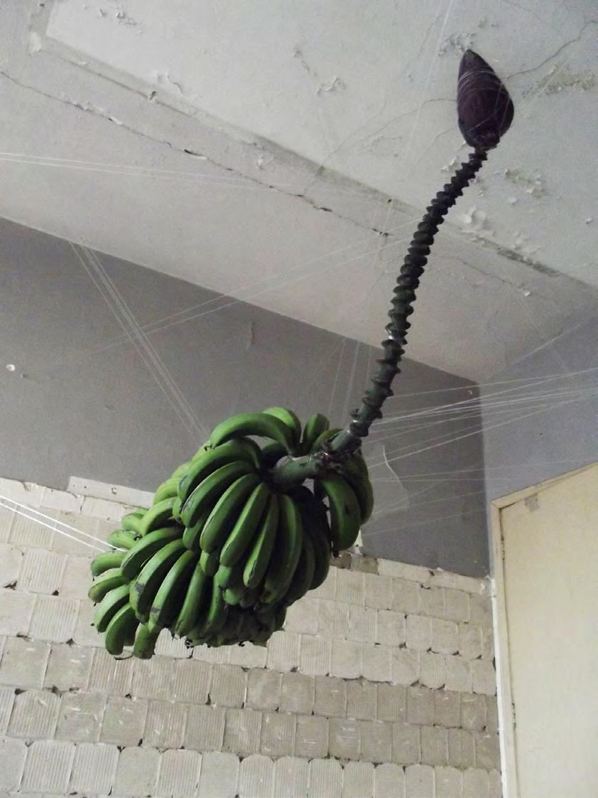 A instalação tem o tempo como um dos principais elementos, assim a bananeira que foi colocada ainda verde, recém colhida, permaneceu no espaço até apodrecer.
