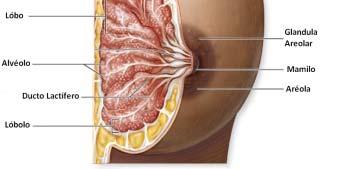 Materno Anatomia externa da Mama O Leite é drenado dos pequenos Ductos Alveolares para os Ductos Lactíferos que