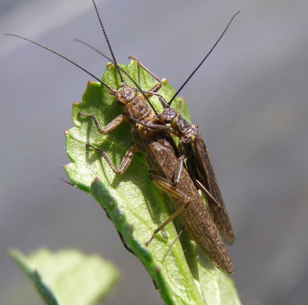 Figura 1. Casal de Gripopterygidae (Plecoptera); macho sobre a fêmea. Imaturos Ovos: variam consideravelmente no tamanho, forma e detalhes na ornamentação do córion.
