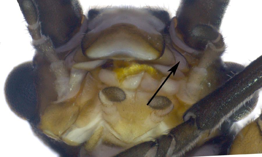 de resquícios de brânquias no tórax... Gripopterygidae 3.