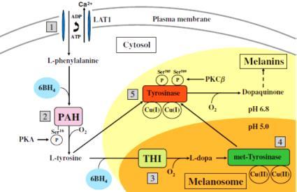 Pathogenesisof Melasma Fenilalanina hydroxilase (PAH) Tirosine hidroxilase (THI) Met-tirosinase Tirosinase BH4