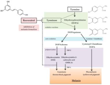 Skin Disorders International Journal of Dermatology 2009, 48, 896 901 24 mg de procyanidinas, 6mg