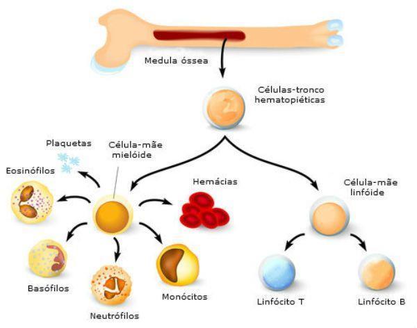 4 Referencial Teórico Hematopoiese Células sanguíneas são originadas de um processo denominado hematopoiese (Figura 1).