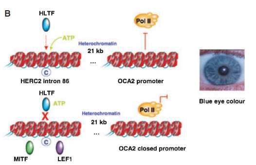 Pigment Cell Melanoma Res. 22; 544 562. 2009.