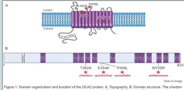 HERC2/OCA2 Interação Epistática -SNP- éxon 9: gene OCA2 -C>T -Arginina