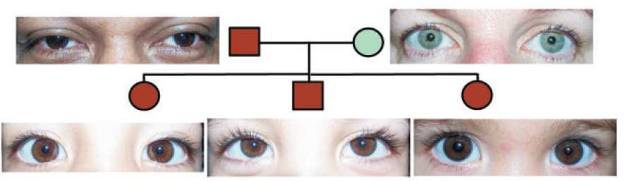 Herança da Cor dos Olhos Comumente explicada como característica de