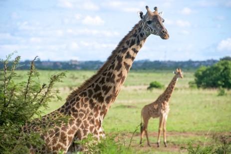 Neste santuário da natureza, cujo programa de reintrodução de casais reprodutores em parques nacionais quenianos é um grande sucesso, é possível observar - e alimentar Girafas Rothschild desde o alto