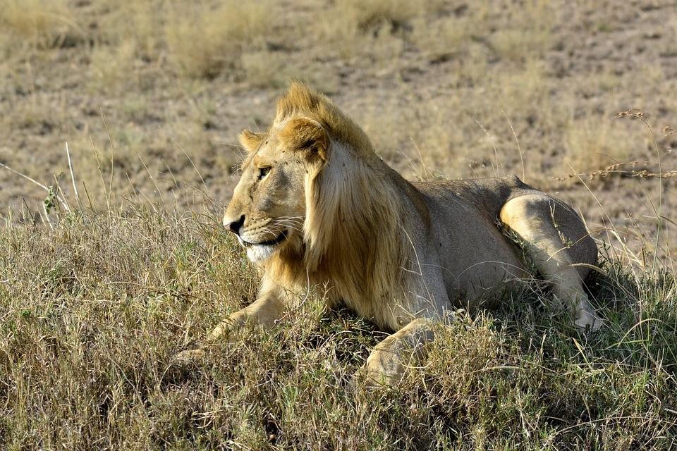 08 de Outubro de 2019 Terça-feira MASAI MARA GRANDE MIGRAÇÃO AMBOSELI NATIONAL PARK De manhã bem cedo, mais um safari para admirar a Grande Migração.