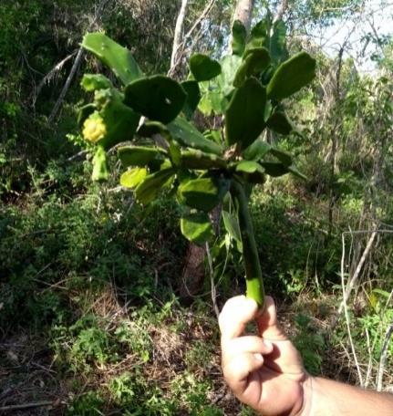 De acordo com Martins (2004) este índice estuda as causas e efeitos da co-habitação de plantas num determinado ambiente, do surgimento, desenvolvimento e estrutura dos agrupamentos vegetais, assim