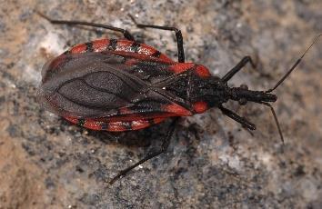 1.5 Triatomíneos do Rio Grande do Sul Atualmente, das 85