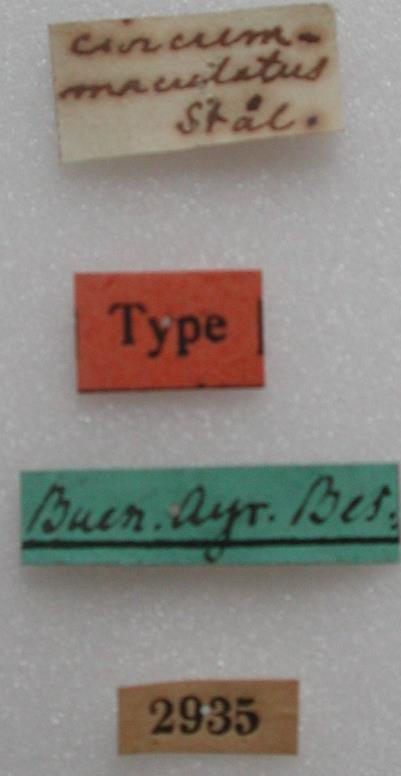 1.5.2 Triatoma circummaculata (Stål, 1859) Características principais: Comprimento total de 15 a 17 mm.
