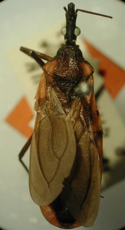 1.5.5 Triatoma rubrovaria (Blanchard, 184) Características principais: comprimento total de 21 a 25 mm.