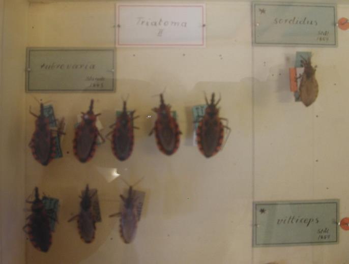 cricummaculata com três espécimes provenientes de Buenos Aires e o lectótipo de T. rubrovaria.