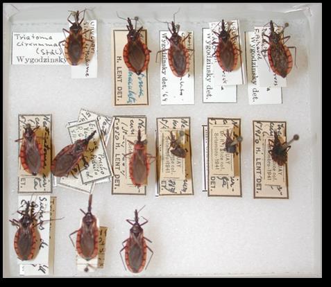 b. Coleção Entomológica do Museu de História Natural de Nova York, Estados Unidos.