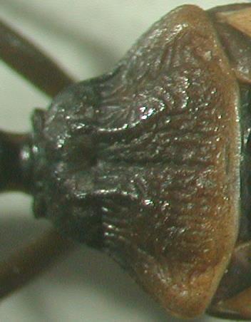 Lobo posterior do pronoto de Triatoma circummaculata apresentando padrão cromático variando do totalmente negro ao vermelho.