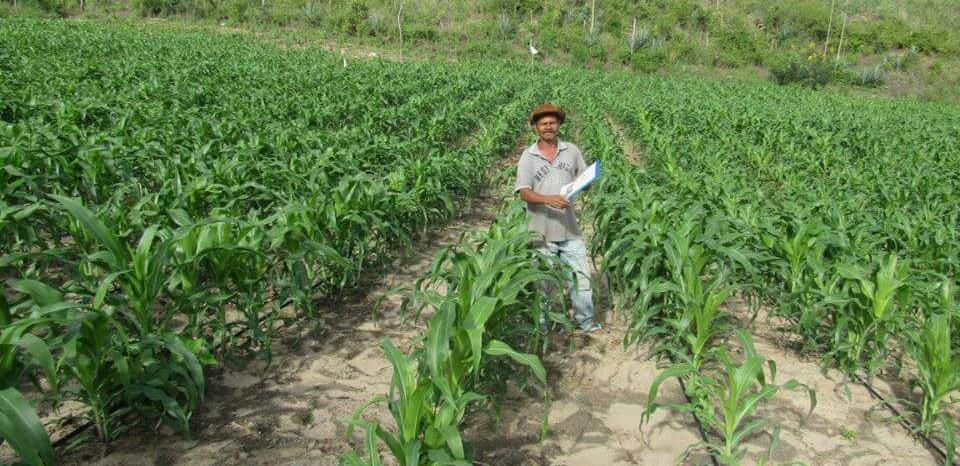 Para capacitação da equipe técnica, mantenedores e agricultores/as foram realizados intercâmbios, seminários e oficinas sobre planejamento e produção em campos de sementes, irrigação, adubação,