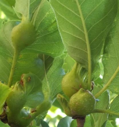 Espécies muito susceptíveis China, Coreia e Japão - Castanea crenata, C.