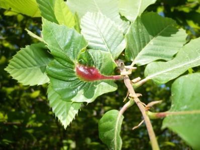 híbridos do género Castanea.