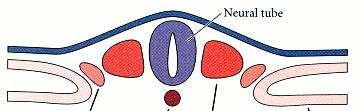 Pergunta 1: Como é determinado o n. de somitos? A)Como é definido o mesoderma présomítico (paraxial)?
