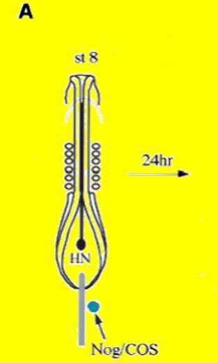 a)cria um segundo tubo neural b)aumenta o