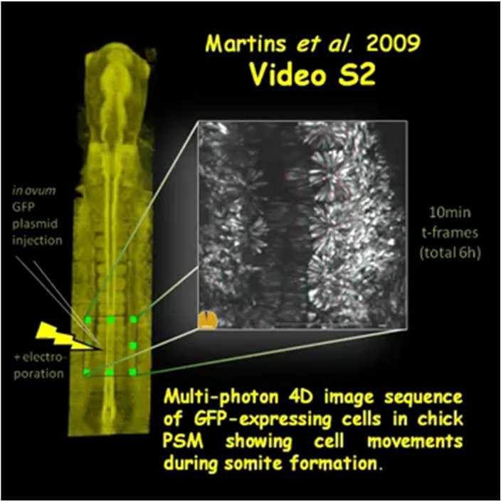 As Como células que da ocorre região posterior a quebra do morfológica somito e da região dos segmentos? anterior do PSM se repelem Youtube O relógio é constituído de vários genes.