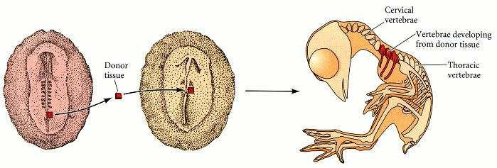 FGF 1 FGF 2 Para que estas duas espécies tenham o mesmo número de somitos, o mesoderma lateral présomítico (PSM) deve ser: a)a espécie 1 tem PSM maior que 2 b)a espécie 1