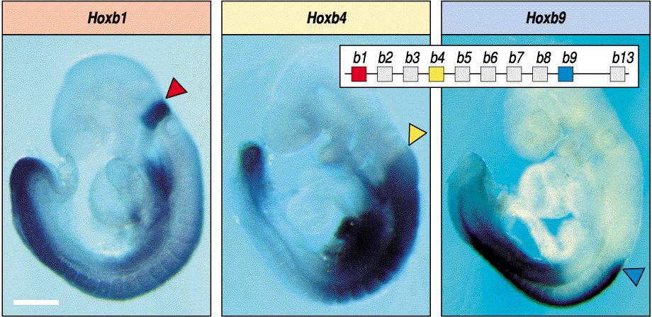 neural também é