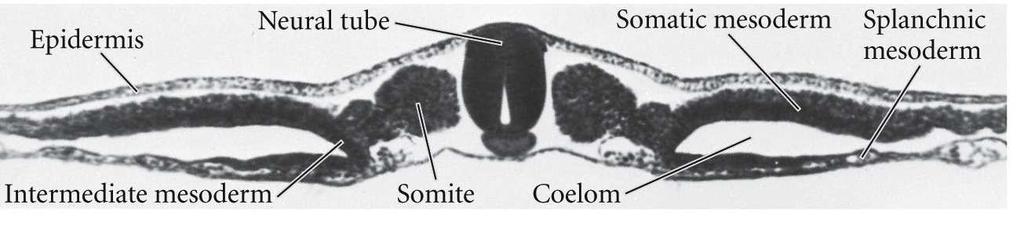 MESODERMA PRÉ-SOMÍTICO (PSM) Mesoderma