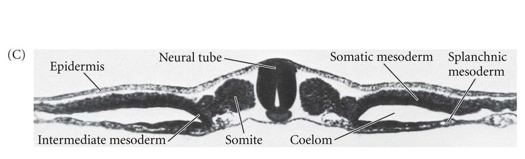 Lateral Rins e Gônadas Notocorda Músculo, etc