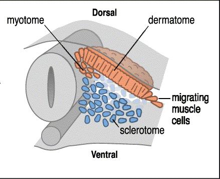 Dermátomo Miótomo derme Músculo Os miótomosmigram e formam