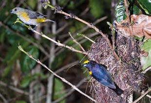 gujanensis  Vireo