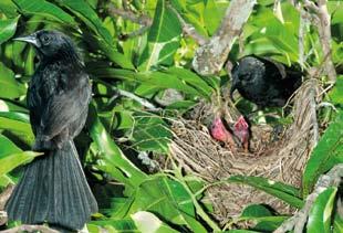 Guia completo para identificação das aves do Brasil : 1-1249. Ed. Vento verde. Haroldo Paulo Jr, Sp. 2 vol.